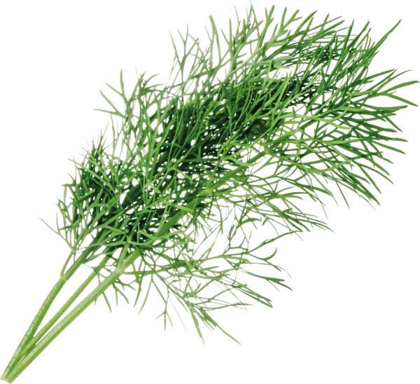 VER A10-ANE006 - Indoor Garden